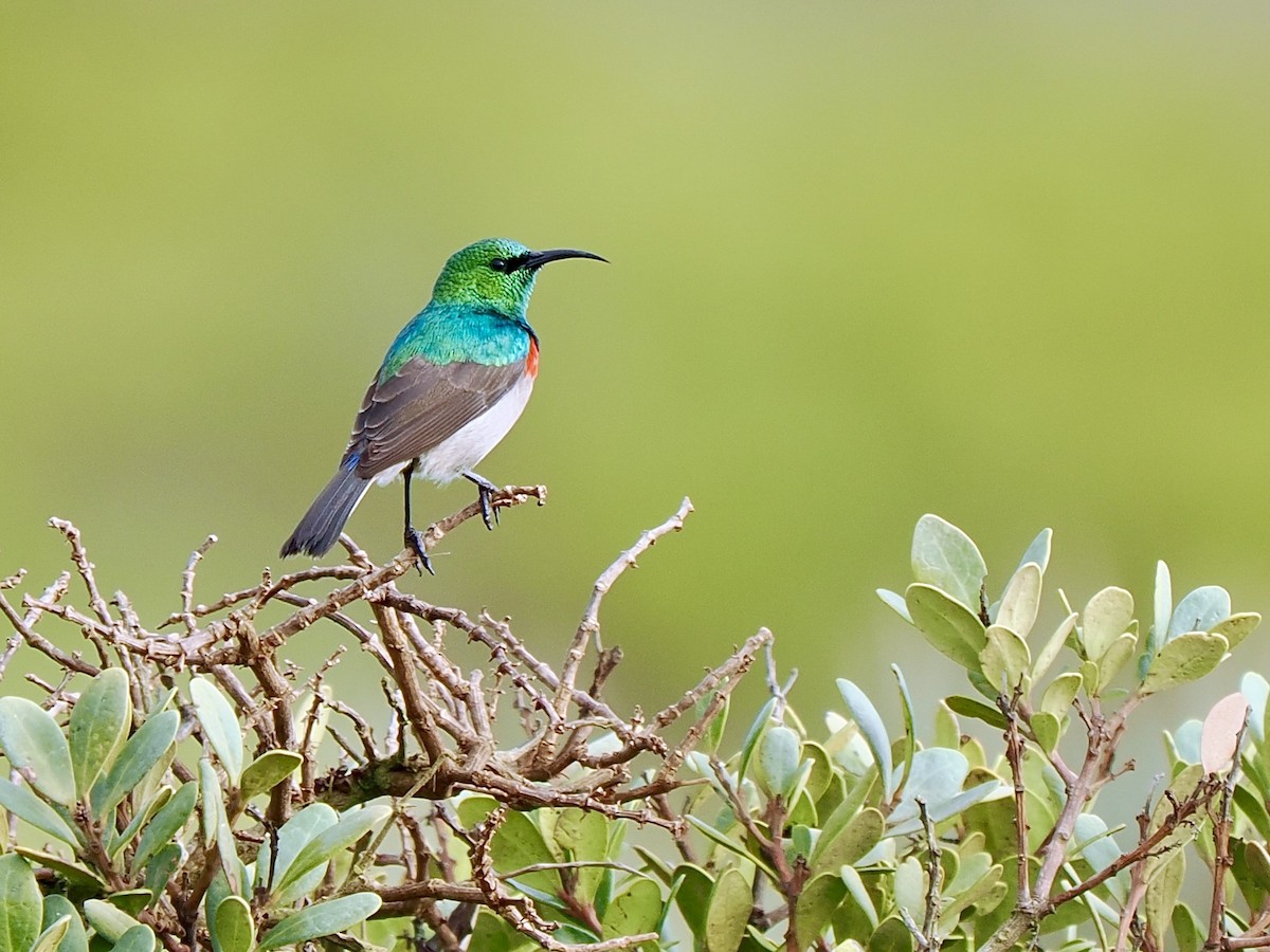 Southern Double-collared Sunbird - ML617993302