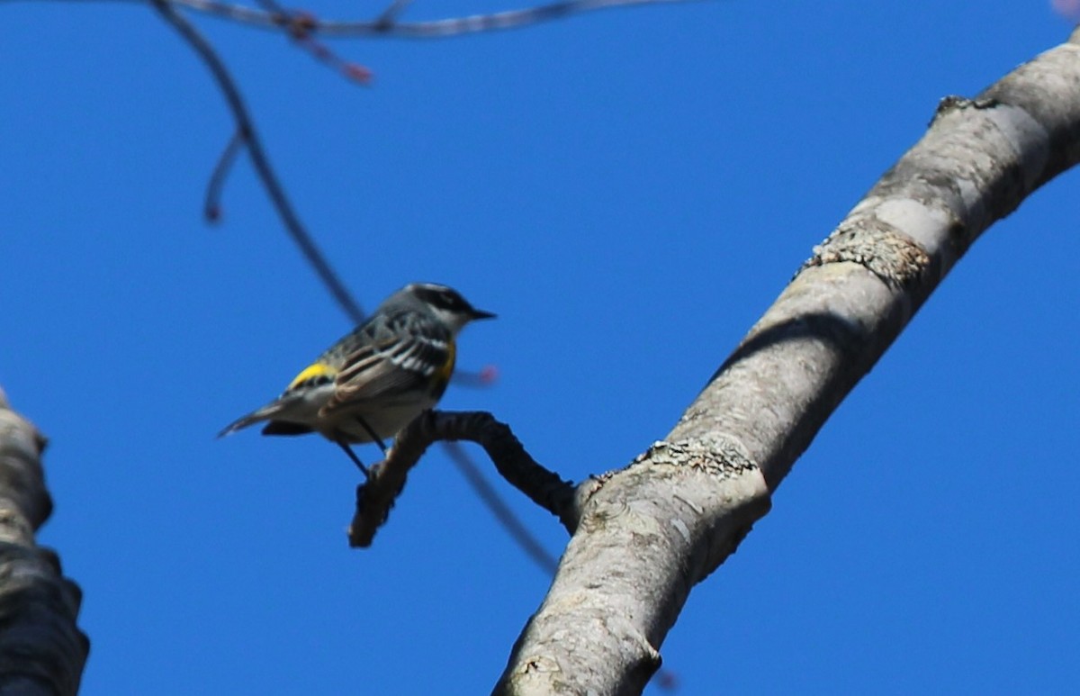 Yellow-rumped Warbler - Bob Heitzman