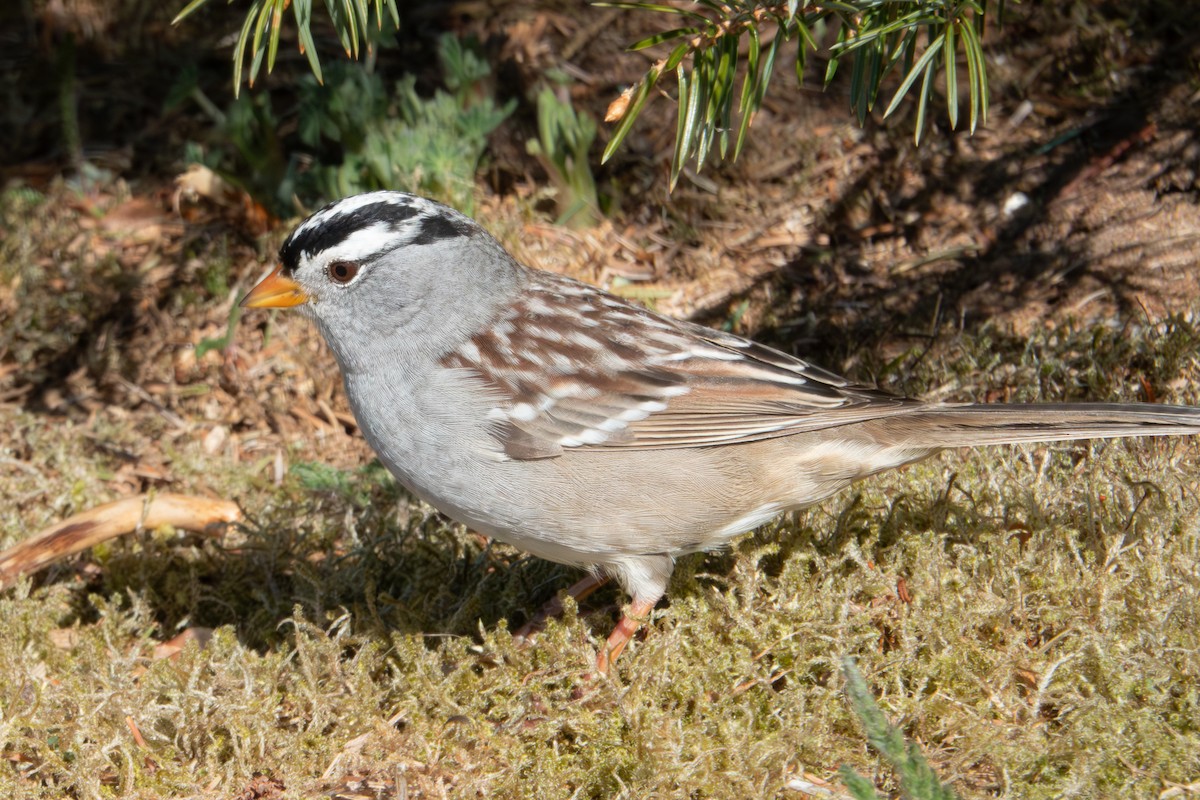 Bruant à couronne blanche - ML617993312