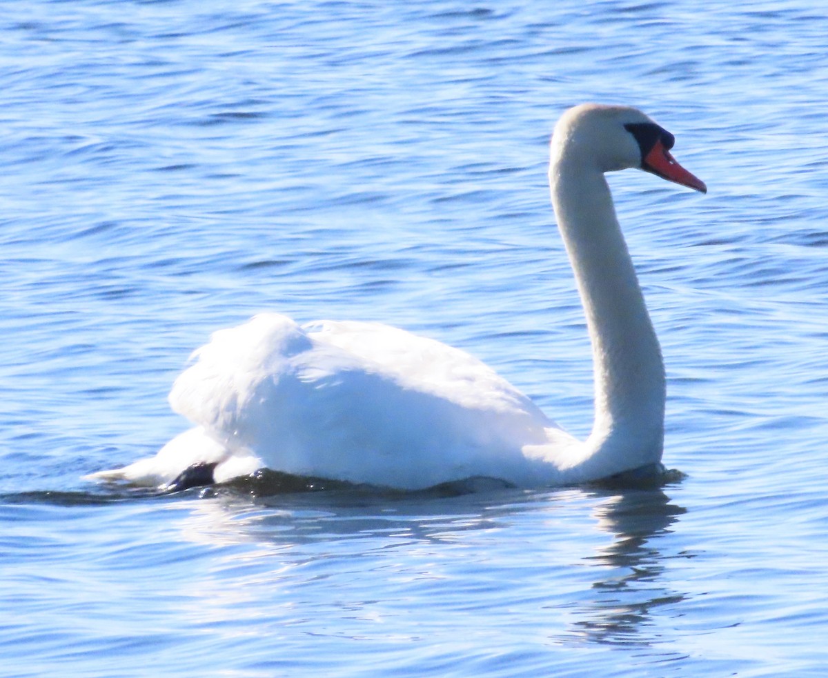 Cygne tuberculé - ML617993317