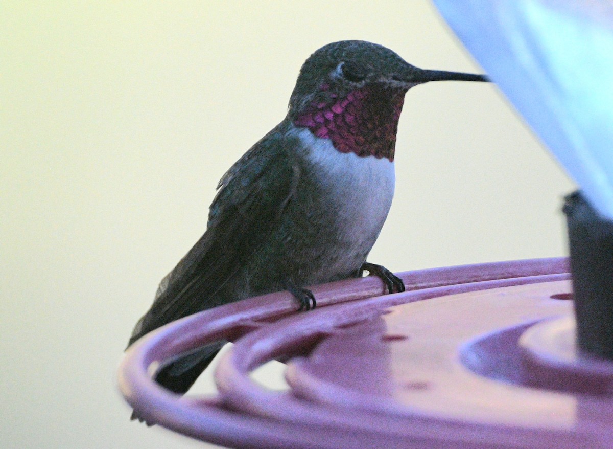 Broad-tailed Hummingbird - Elizabeth Hawkins