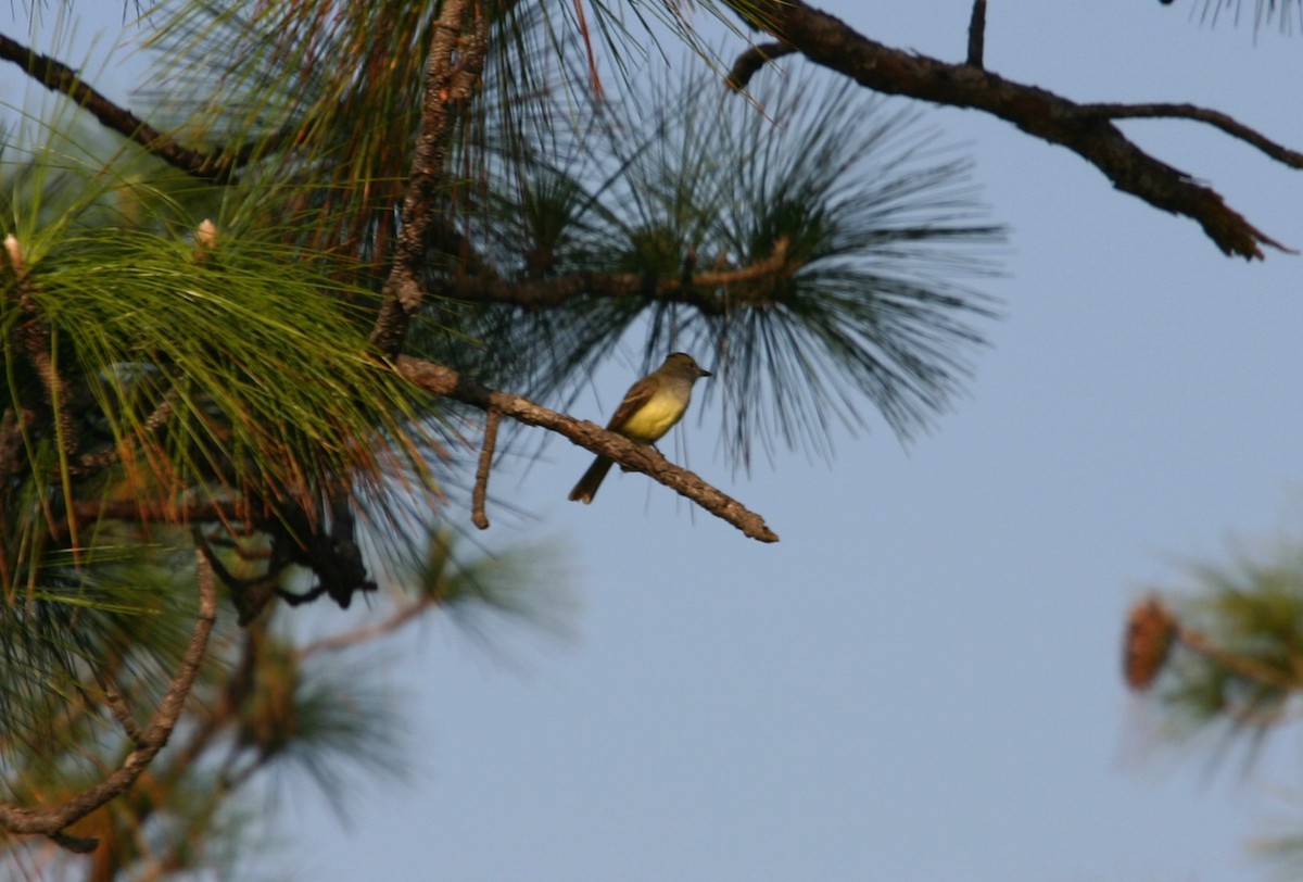 Great Crested Flycatcher - William Clark