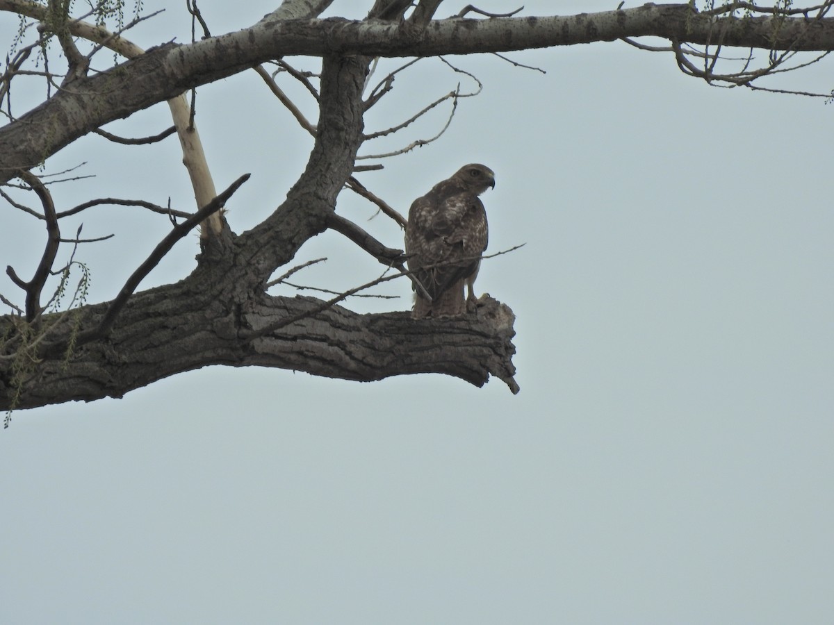 Red-tailed Hawk - ML617993424