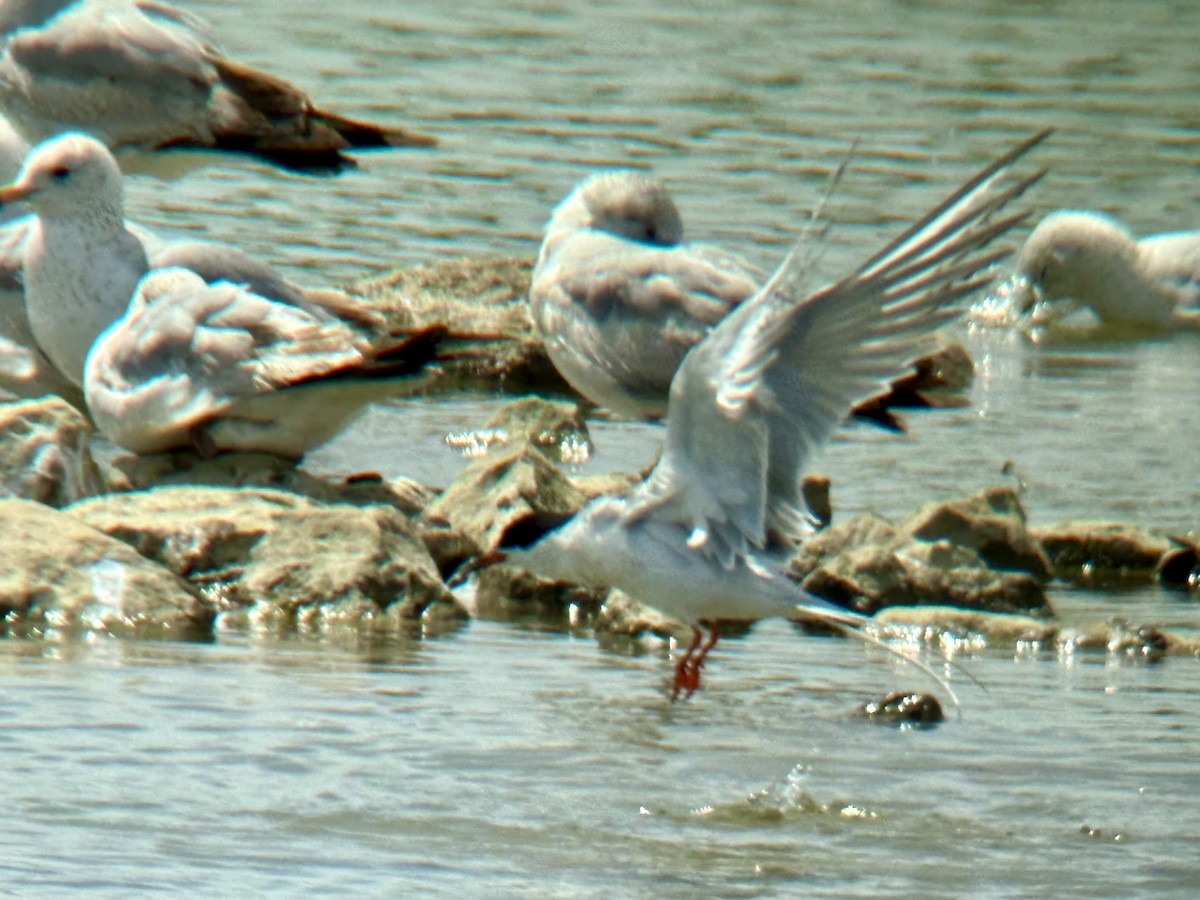 Forster's Tern - ML617993427