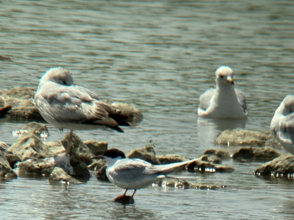 Forster's Tern - ML617993428