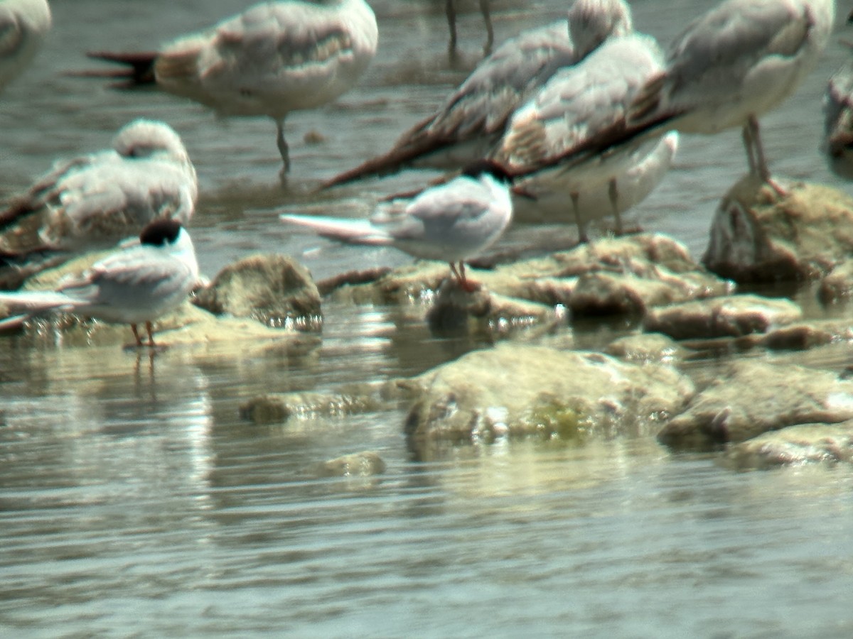 Forster's Tern - ML617993429