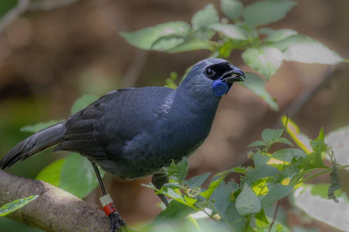 North Island Kokako - Samuel Amaris