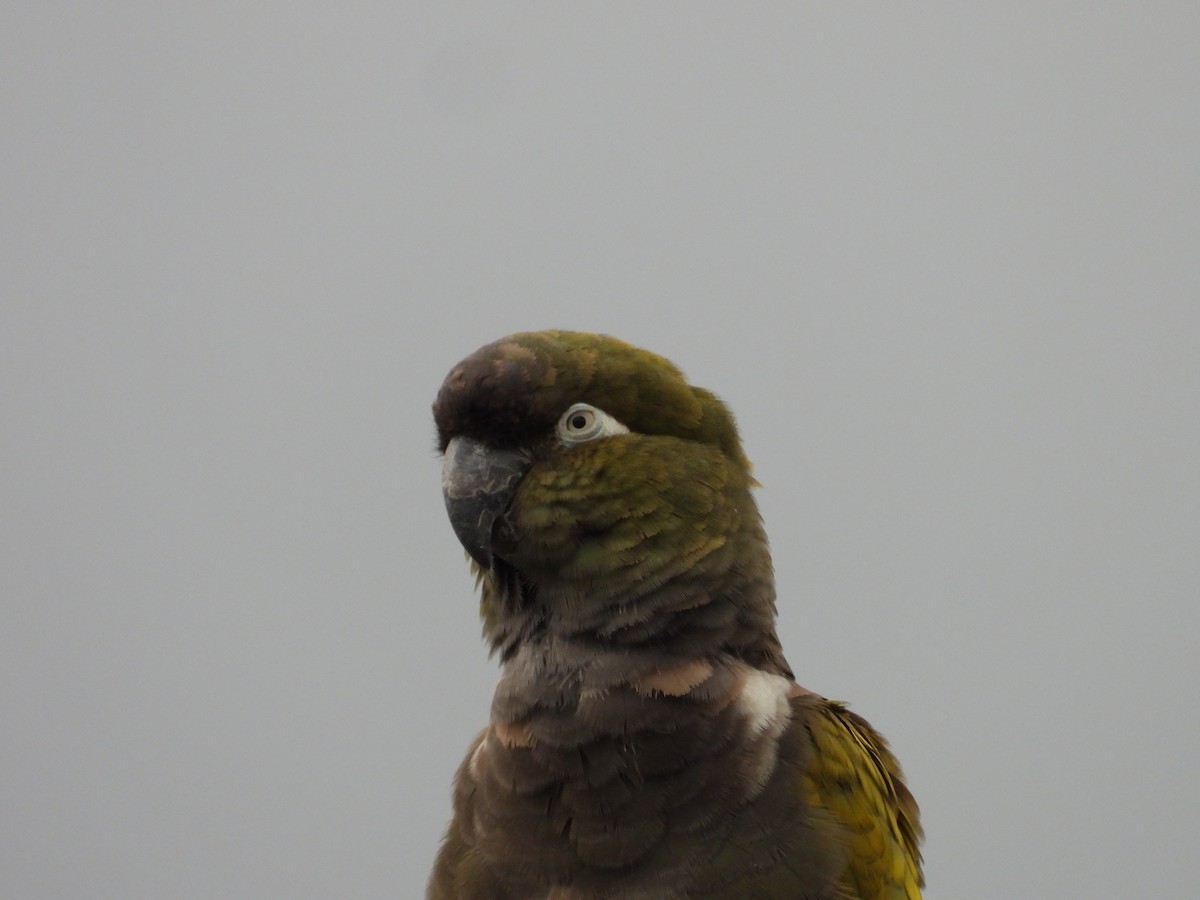 Patagonya Papağanı - ML617993464