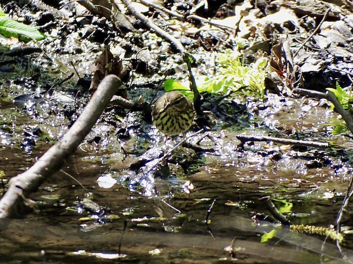 Northern Waterthrush - Janet Wooten