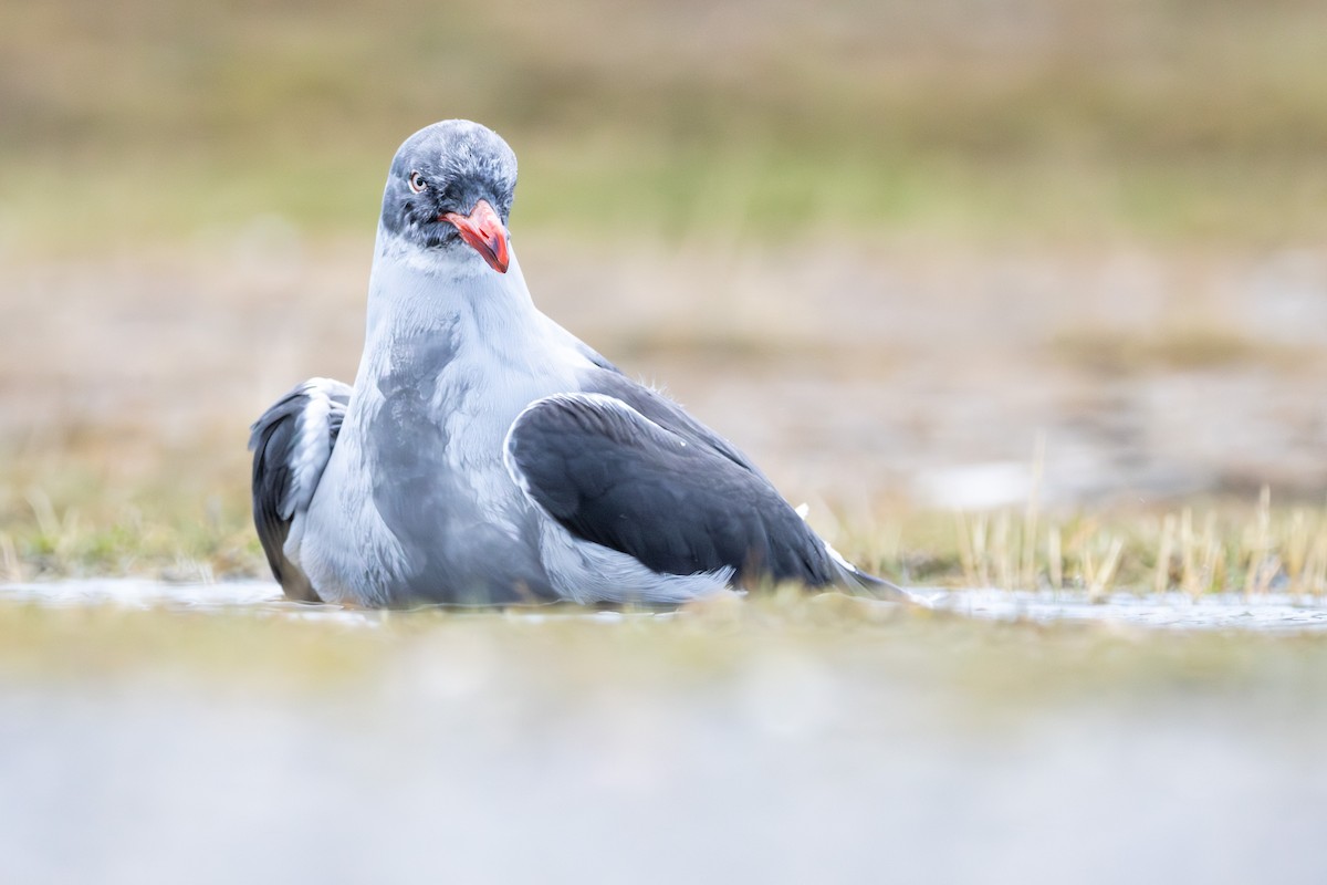 Dolphin Gull - Alex Smilor