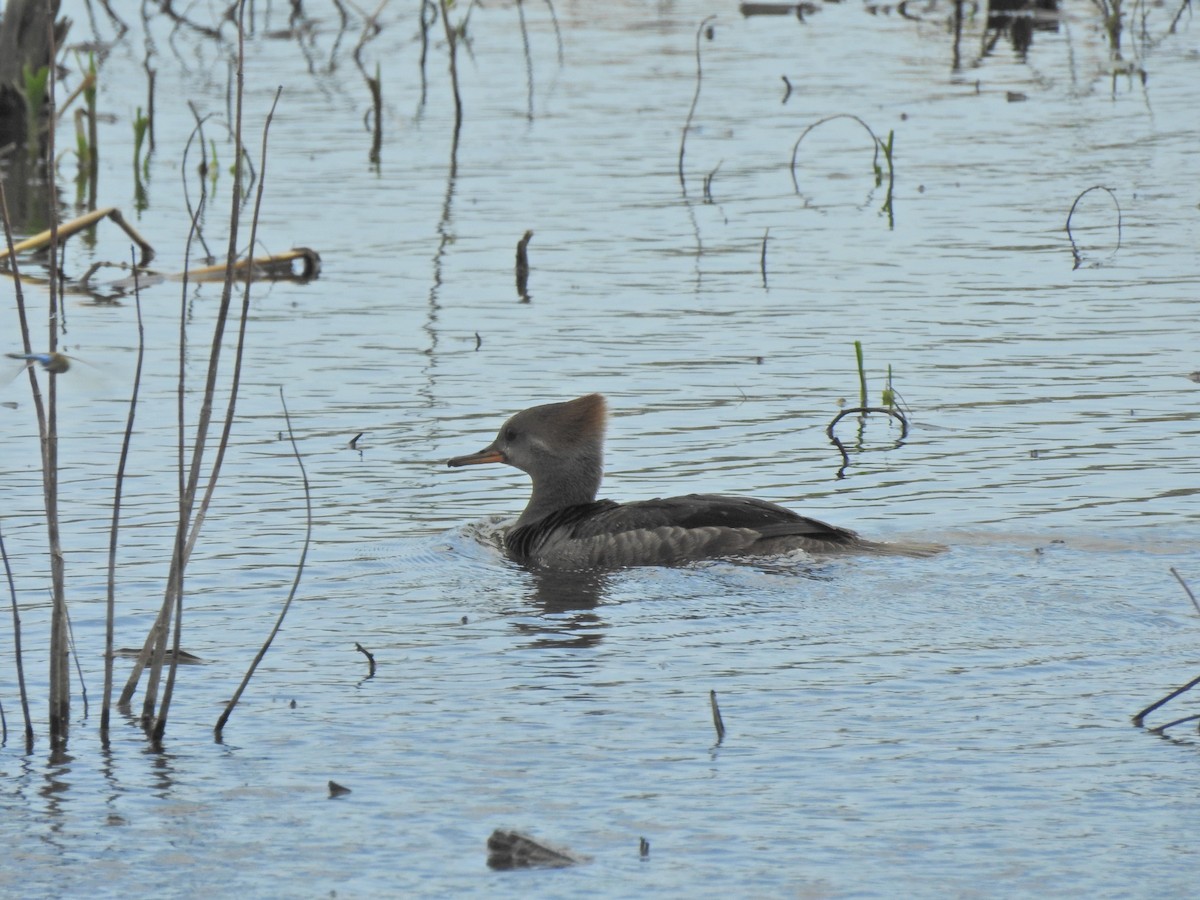 Hooded Merganser - ML617993497