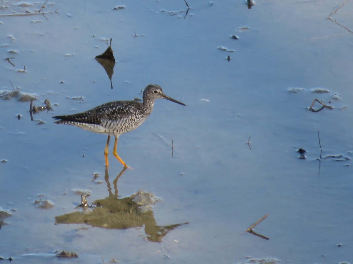 Greater Yellowlegs - ML617993525