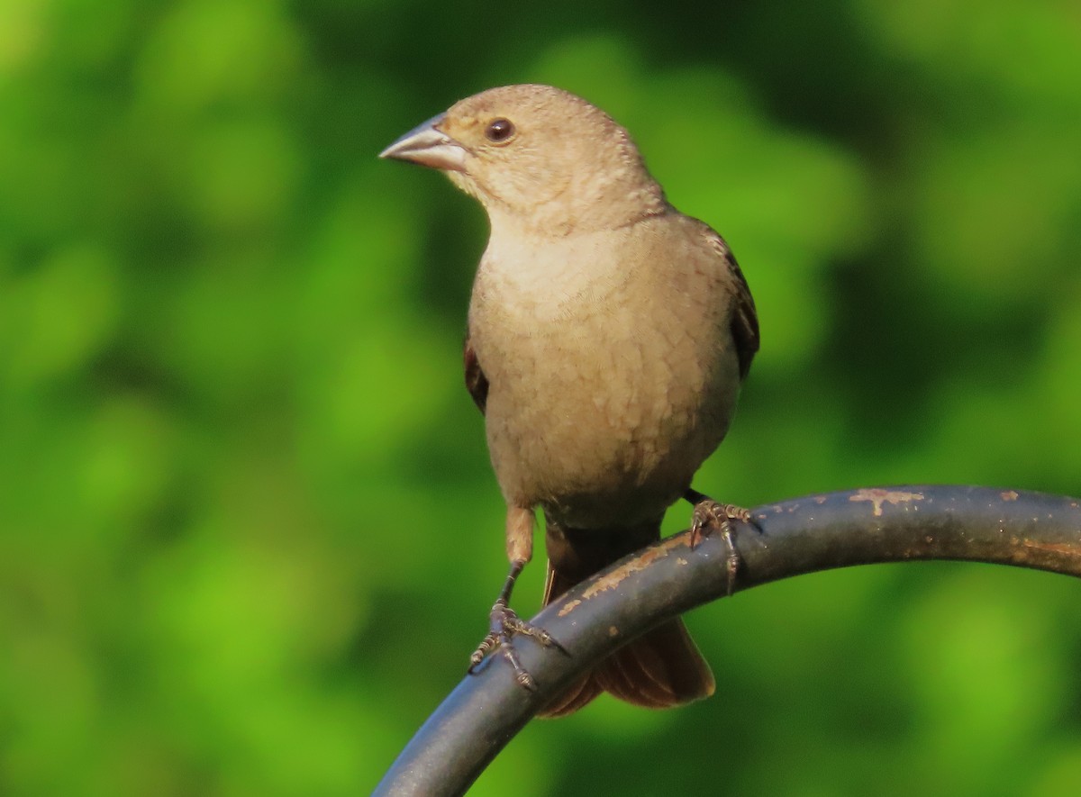Brown-headed Cowbird - ML617993544