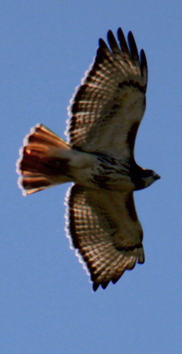 Red-tailed Hawk (borealis) - Samuel Harris