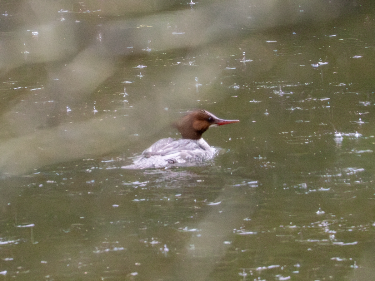 Common Merganser - ML617993586