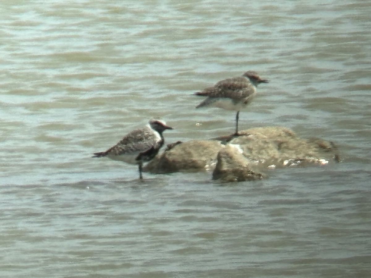 Black-bellied Plover - ML617993594