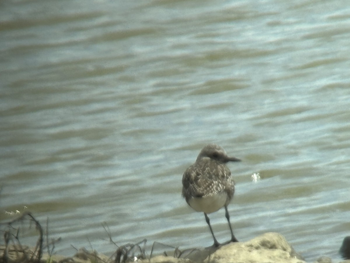 Black-bellied Plover - ML617993599