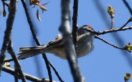 Chipping Sparrow - Randy Bodkins