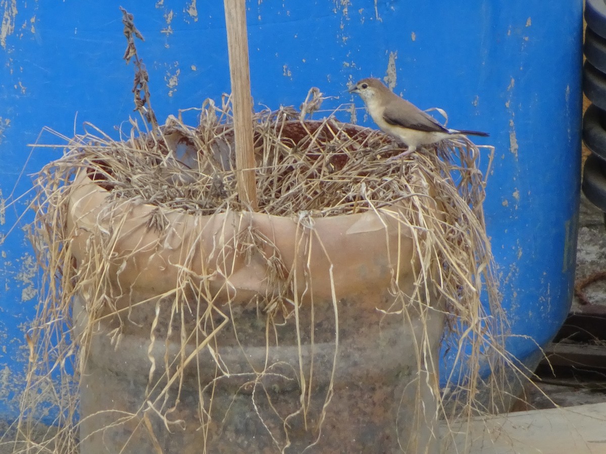 Yellow-eyed Babbler - Rishab Verma