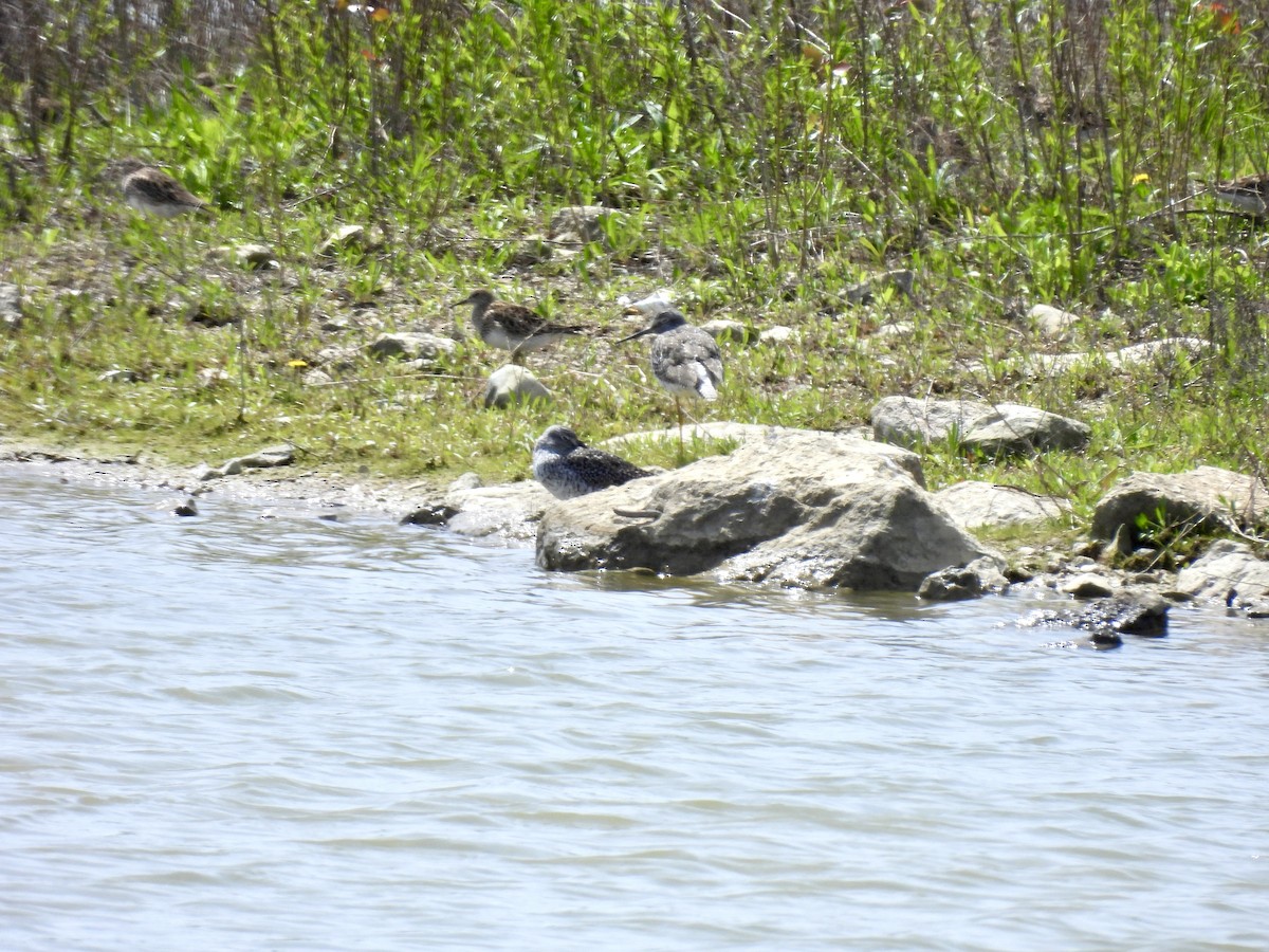 Greater Yellowlegs - ML617993722