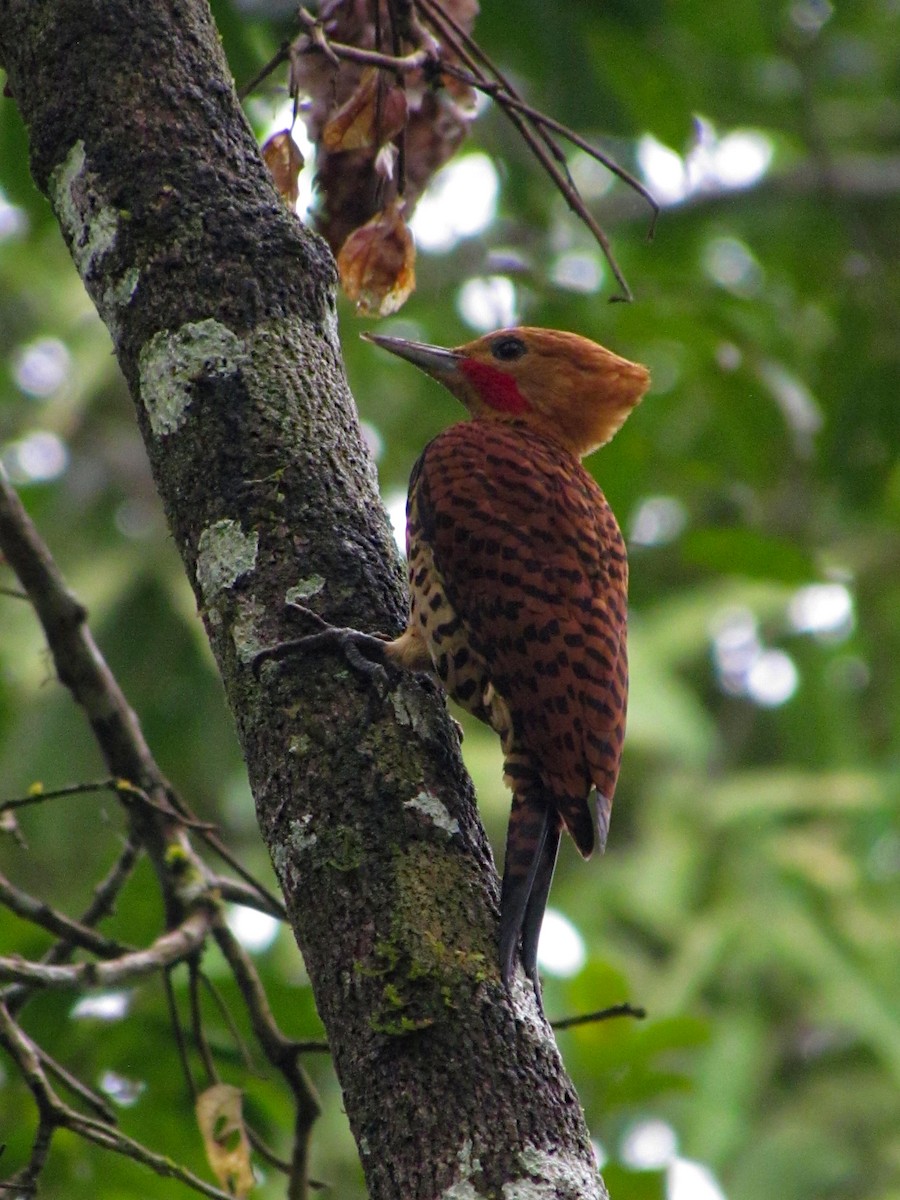 Ringed Woodpecker - ML617993774