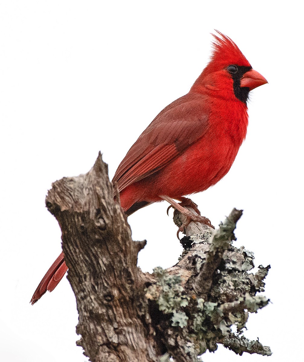 Cardinal rouge - ML617993781
