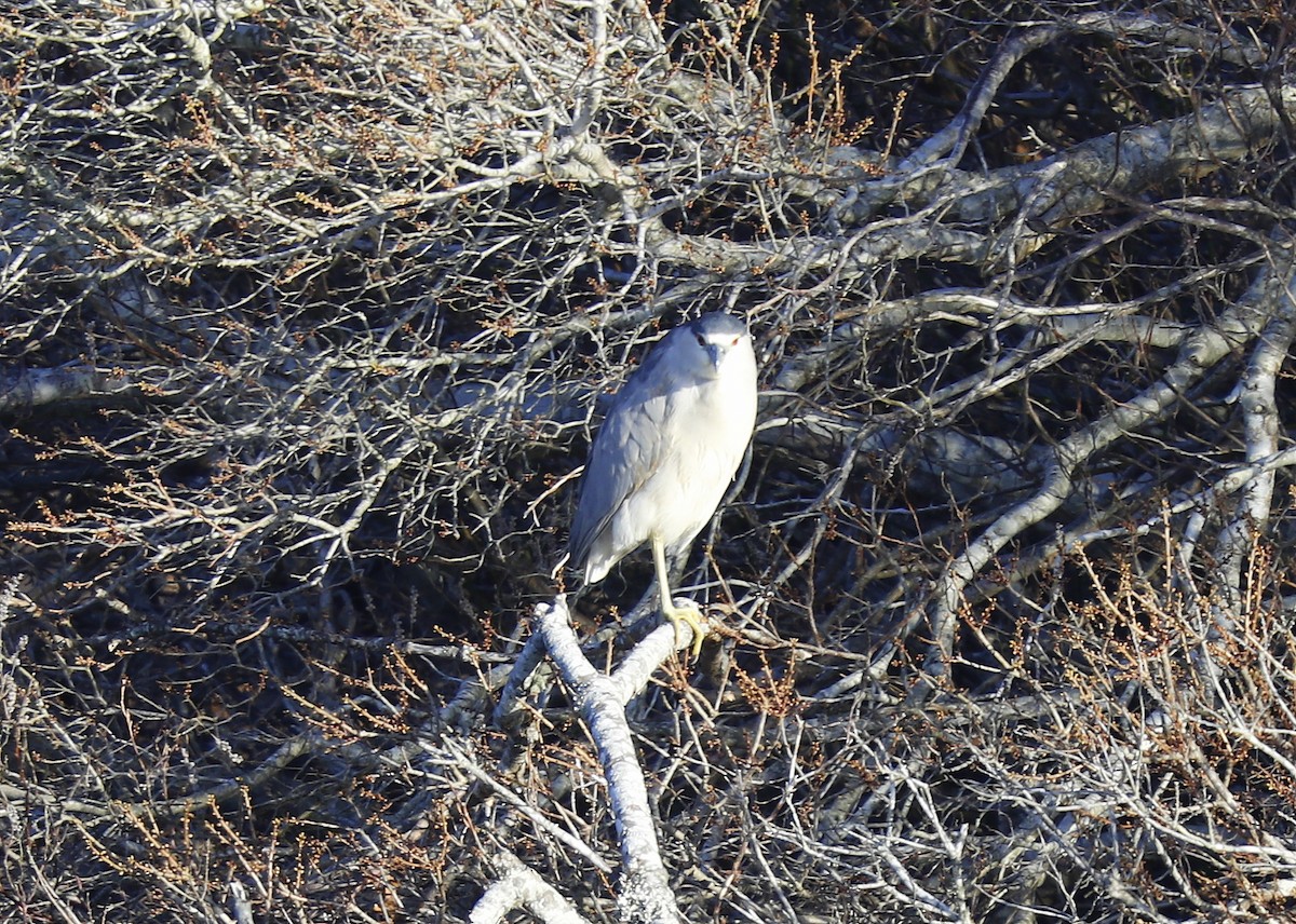 Black-crowned Night Heron - ML617993783