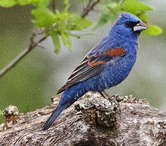 Guiraca bleu - ML617993790