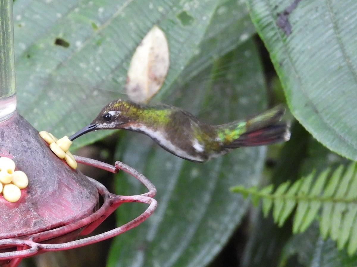 Black-throated Mango (Ecuadorian) - ML617993805
