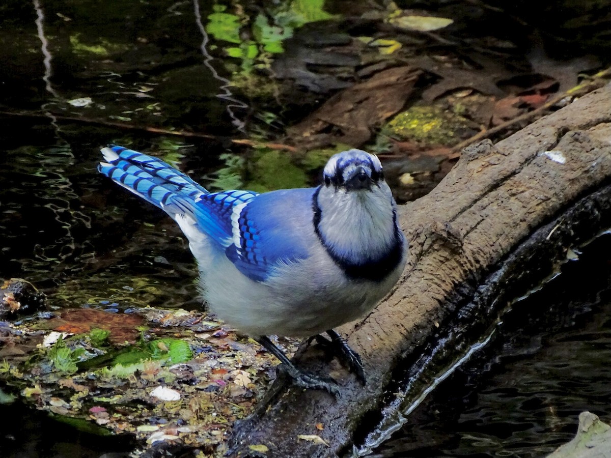 Blue Jay - Janet Wooten