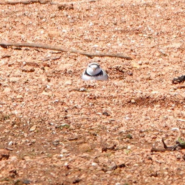 Piping Plover - ML617993858