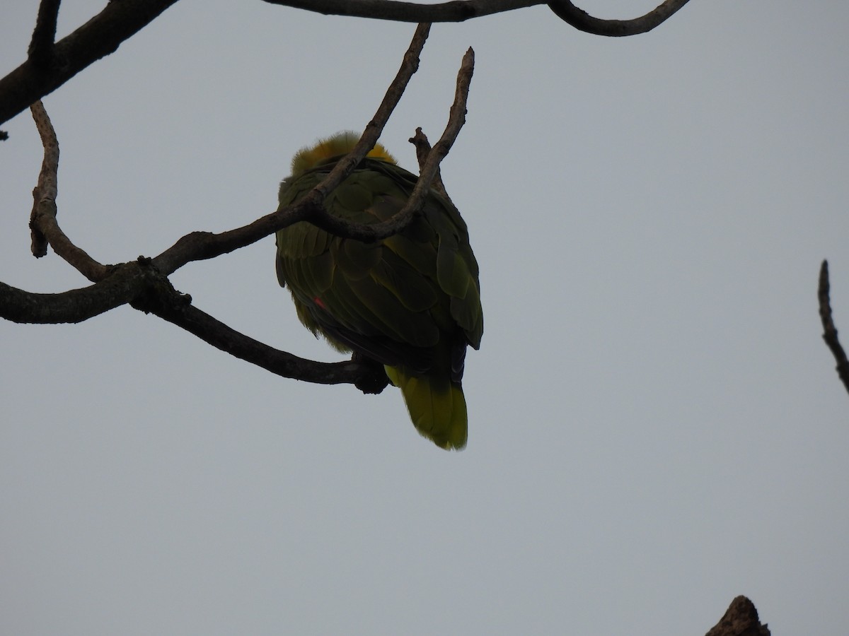 Yellow-naped Parrot - María Eugenia Paredes Sánchez