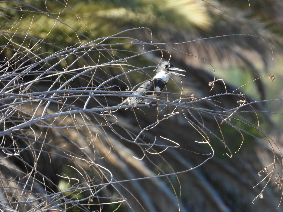 Belted Kingfisher - ML617993887