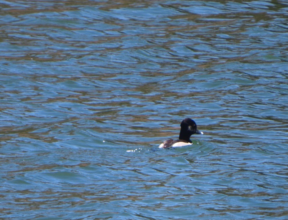 Ring-necked Duck - ML617993919