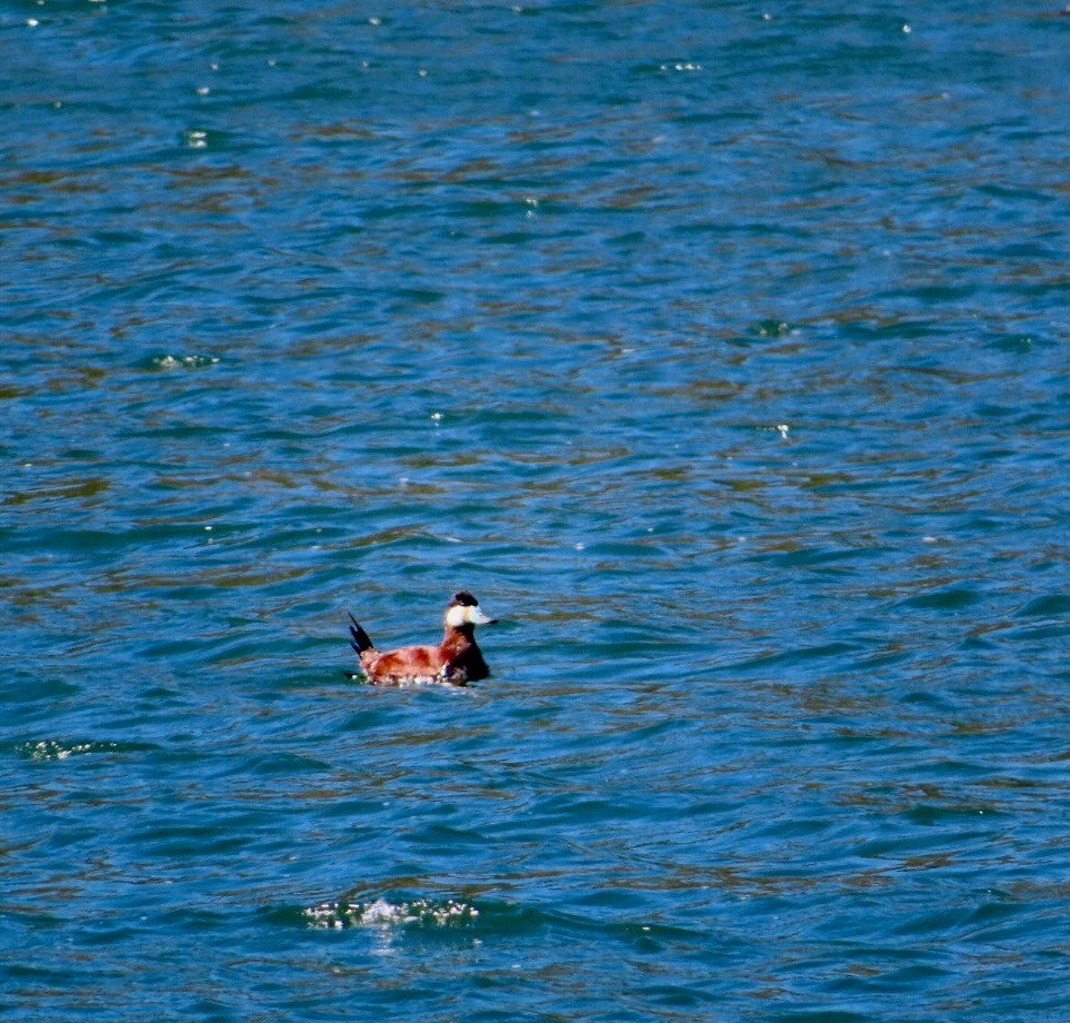 Ruddy Duck - ML617993933