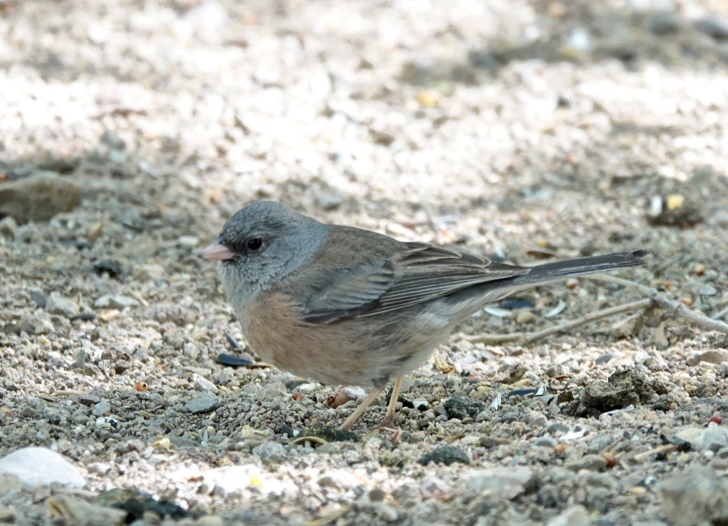 Dark-eyed Junco (Pink-sided) - Rick Taylor