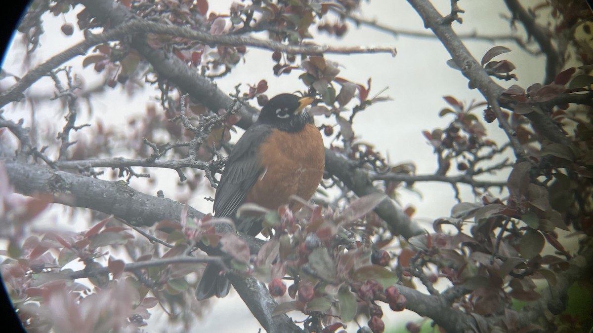 American Robin - ML617993955