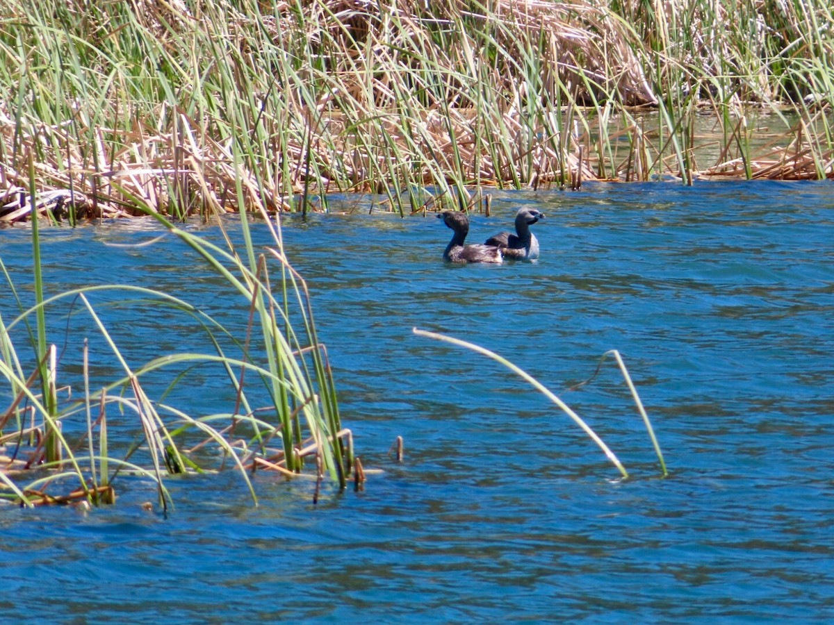 Pied-billed Grebe - ML617993961