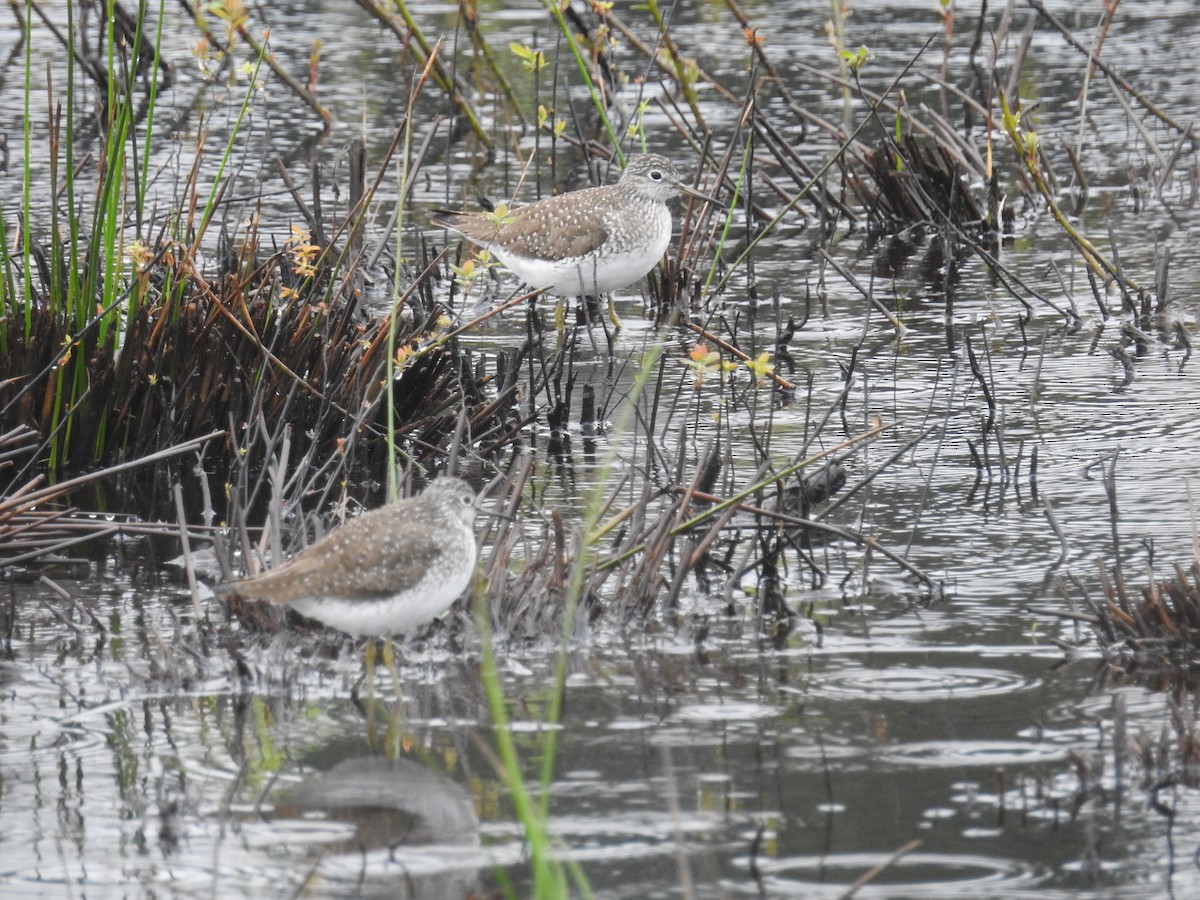 Solitary Sandpiper - ML617993968