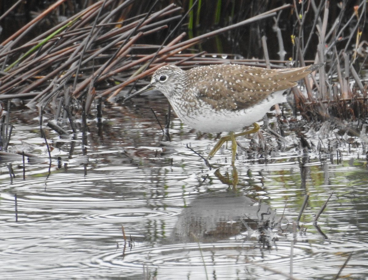 Solitary Sandpiper - ML617993980