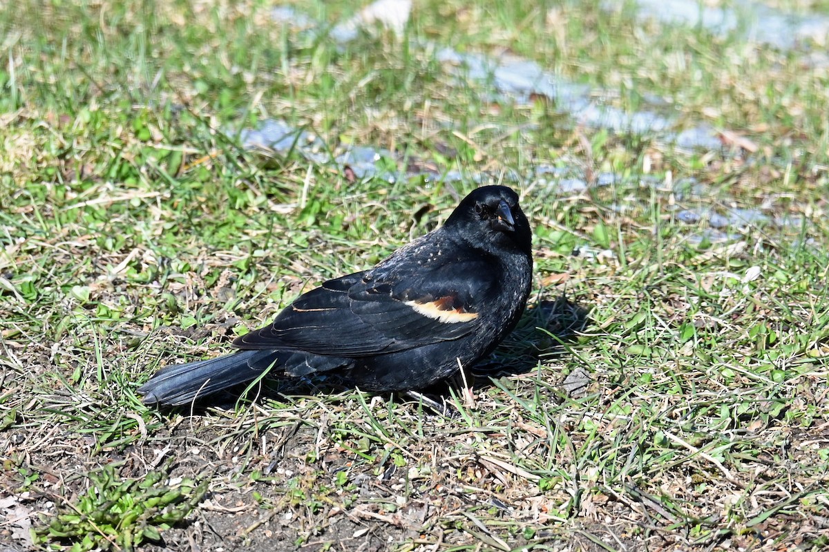 Red-winged Blackbird - Marie O'Neill