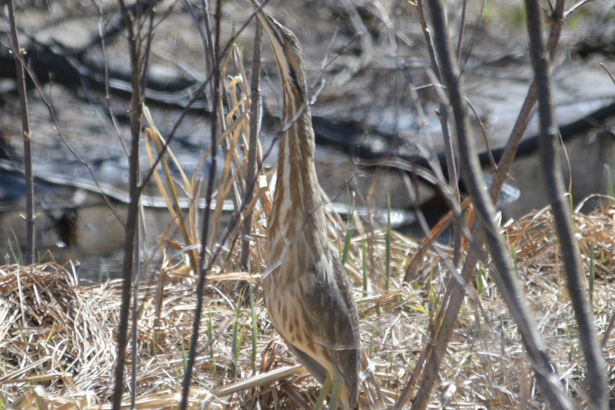 American Bittern - ML617994010