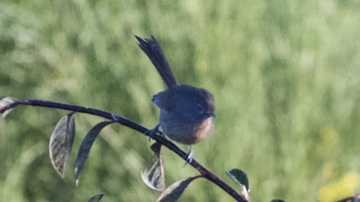 Wrentit - Bob Diebold