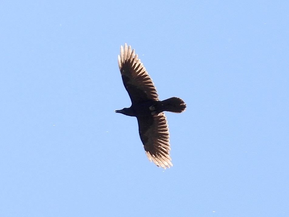 Corvus sp. (raven sp.) - ML617994045