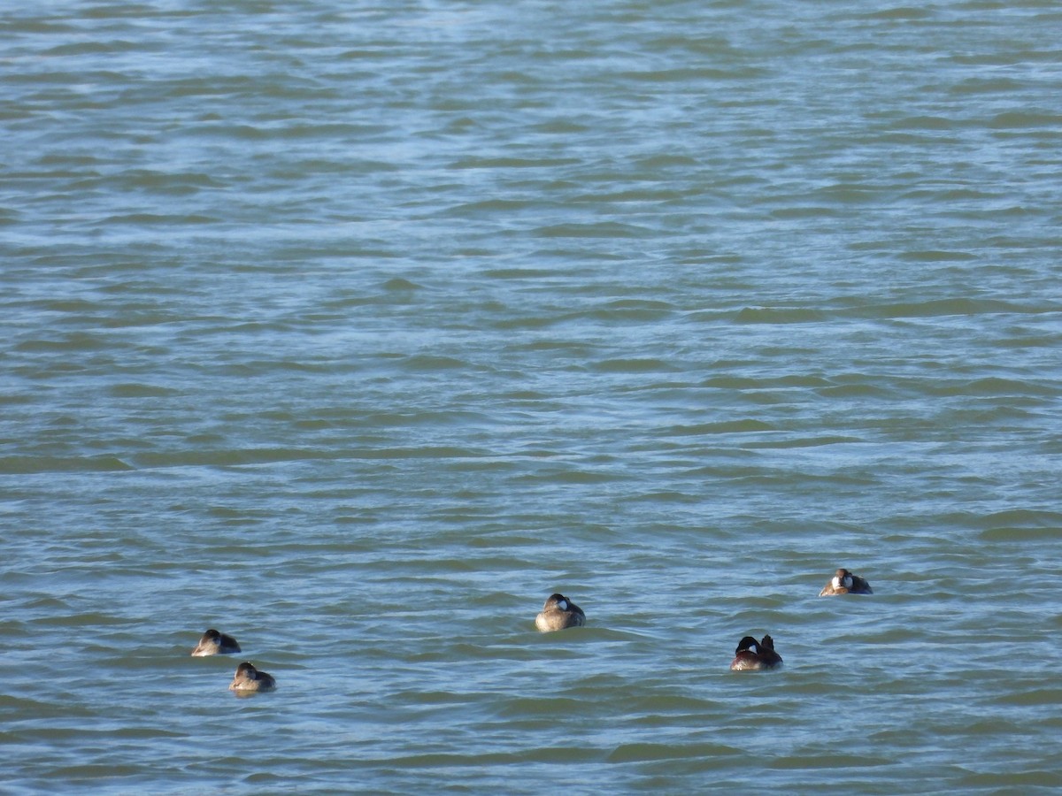 Ruddy Duck - ML617994072