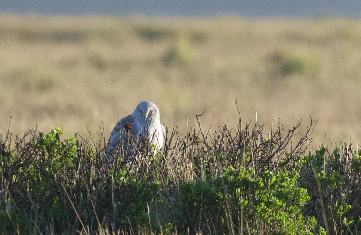 Northern Harrier - ML617994073