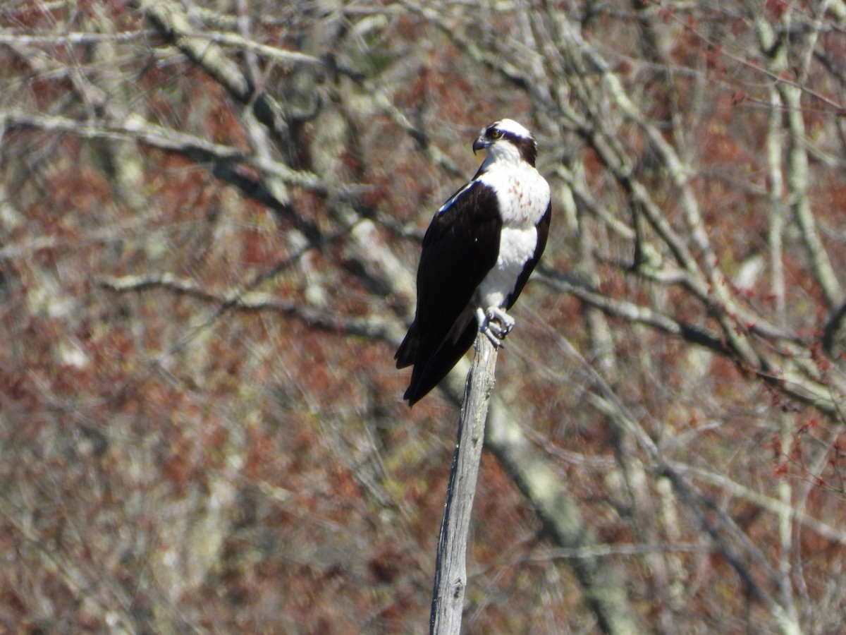 Osprey - ML617994079