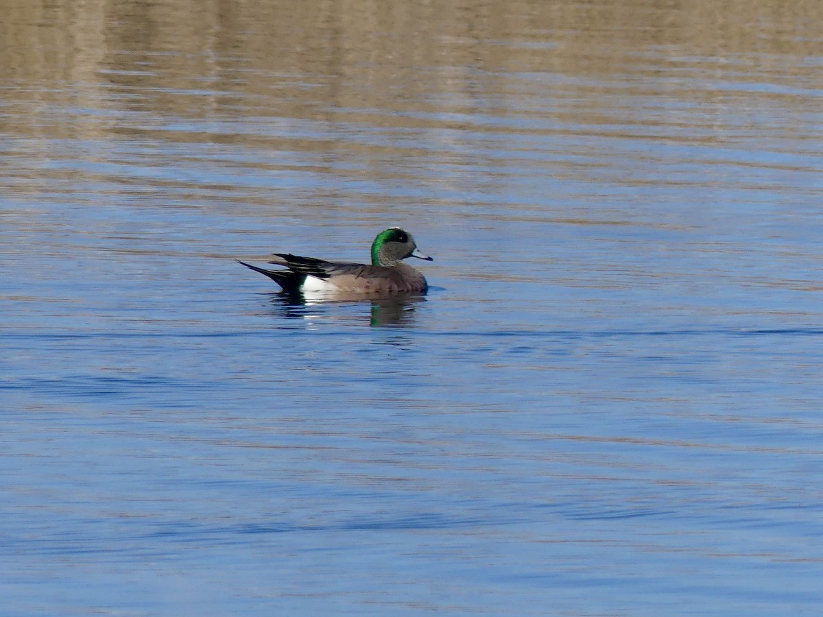 American Wigeon - ML617994081