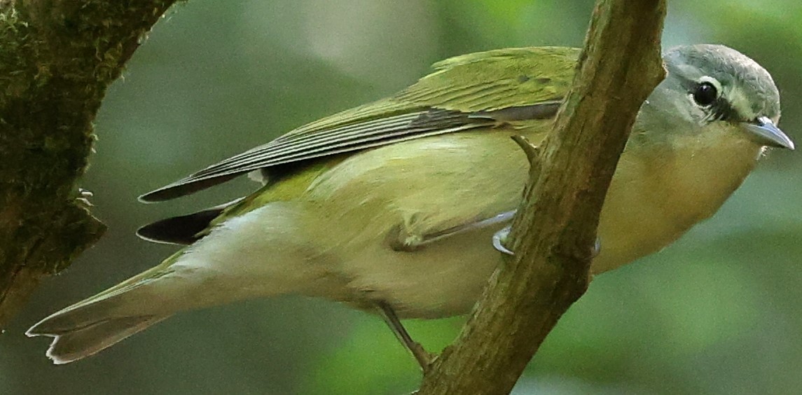 Tennessee Warbler - Duane Yarbrough