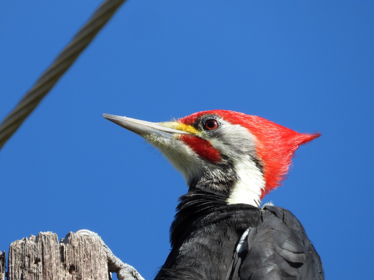 Black-bodied Woodpecker - Más Aves
